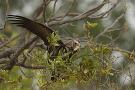 Hooded Vulture