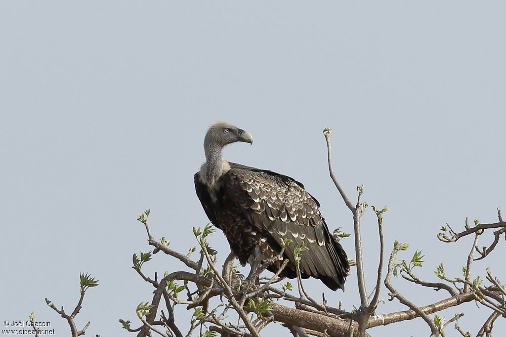 Rüppell's Vulture, identification