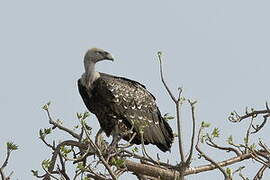 Rüppell's Vulture