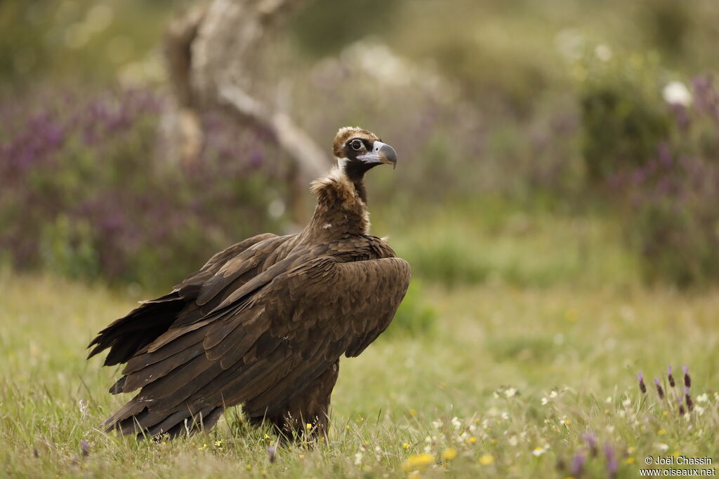 Cinereous Vultureadult, identification