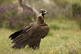 Cinereous Vulture