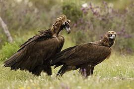 Cinereous Vulture