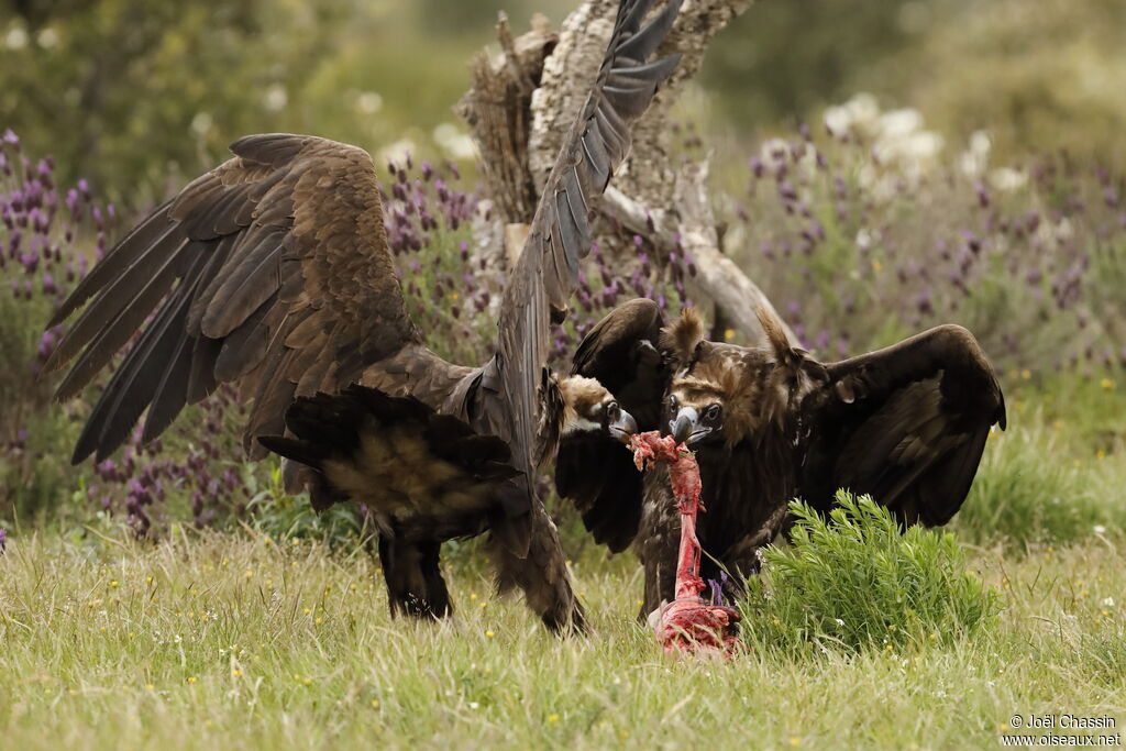 Cinereous Vultureadult, eats