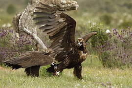 Cinereous Vulture