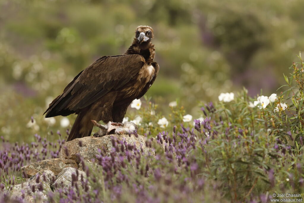 Vautour moine, identification