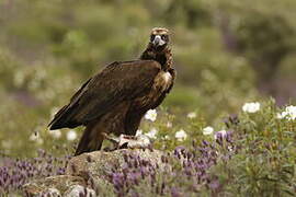 Cinereous Vulture