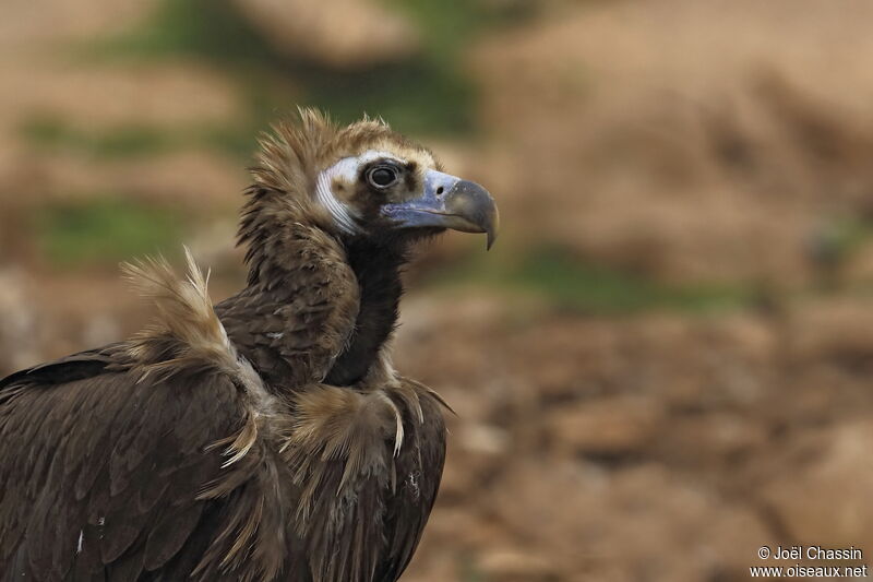 Cinereous Vulture, close-up portrait
