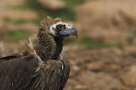 Cinereous Vulture