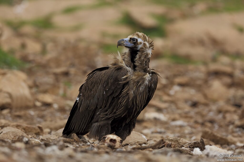 Vautour moine, identification