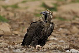 Cinereous Vulture