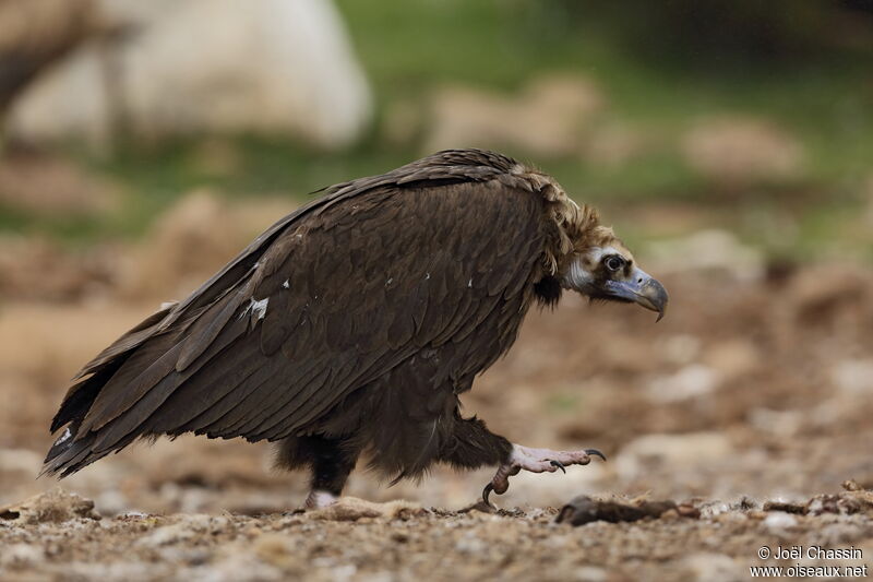 Cinereous Vulture, identification, walking