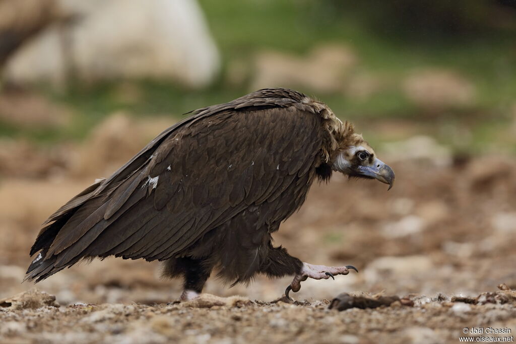 Vautour moine, identification, marche