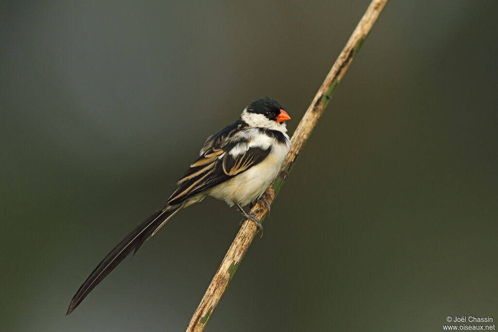 Veuve dominicaine mâle, identification