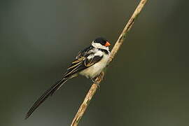 Pin-tailed Whydah