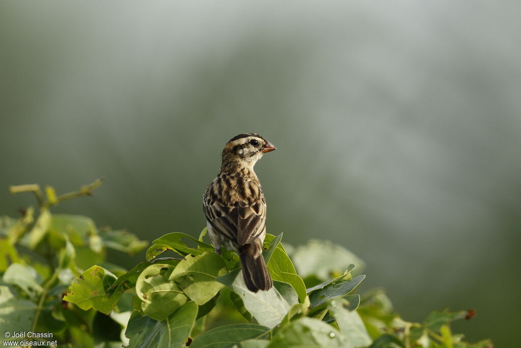 Pin-tailed Whydah female, identification