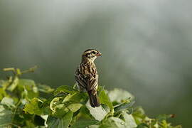 Pin-tailed Whydah