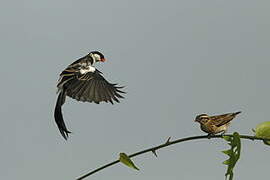 Pin-tailed Whydah