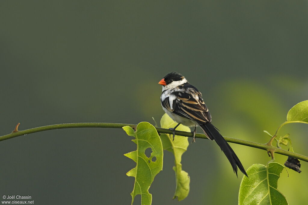 Veuve dominicaine mâle, identification