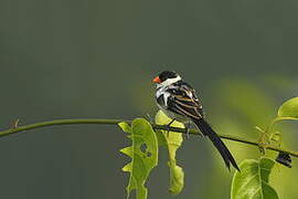 Pin-tailed Whydah