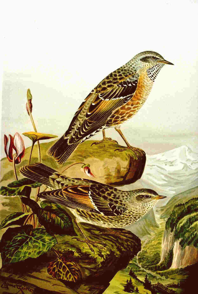 Alpine Accentor