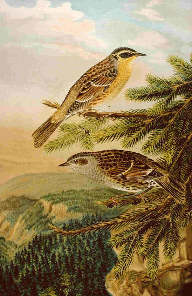 Siberian Accentor