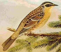 Siberian Accentor