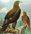 Aigle criard