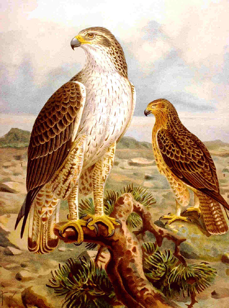 Aigle de Bonelli