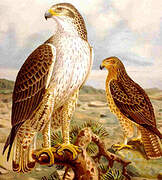 Bonelli's Eagle