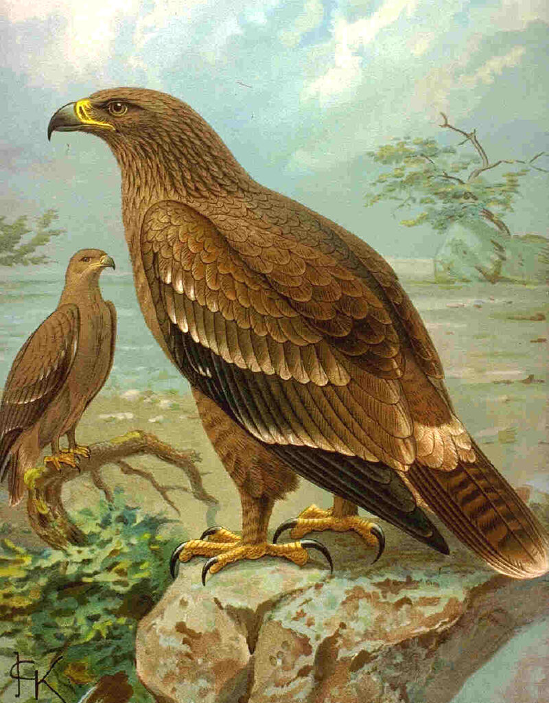 Steppe Eagle