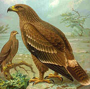 Steppe Eagle