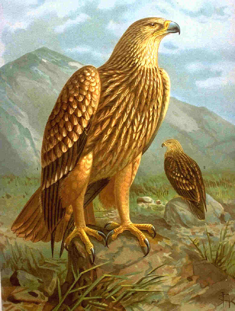 Aigle impérial