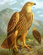 Eastern Imperial Eagle