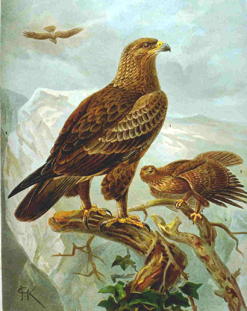 Aigle pomarin