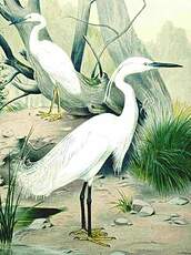 Aigrette garzette