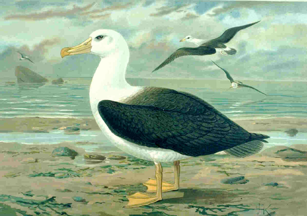 Black-browed Albatross