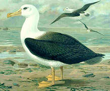 Black-browed Albatross