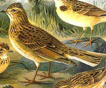 Greater Short-toed Lark