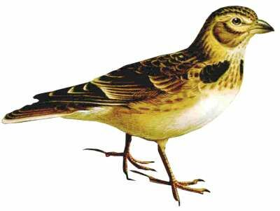 Woodlark