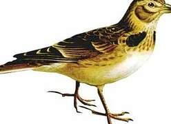 Woodlark