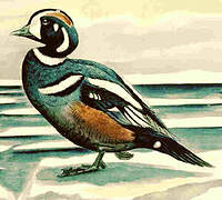 Harlequin Duck