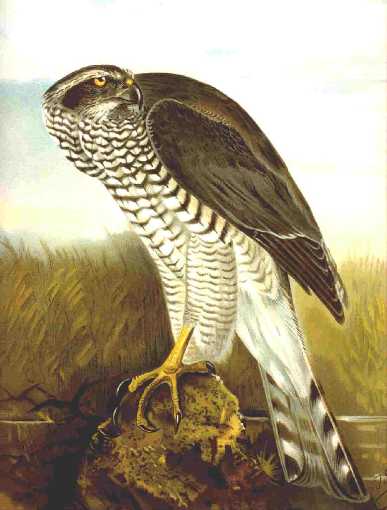 Eurasian Goshawk