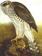 Eurasian Goshawk