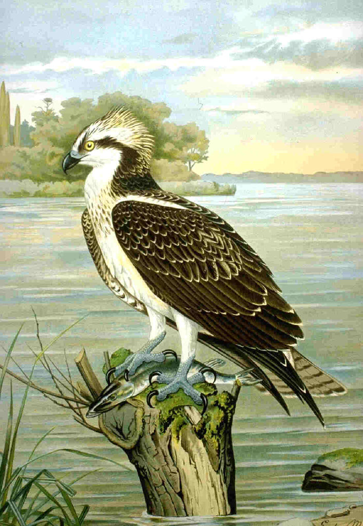 Western Osprey