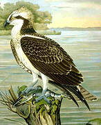 Western Osprey