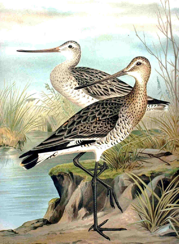 Bar-tailed Godwit