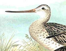 Bar-tailed Godwit