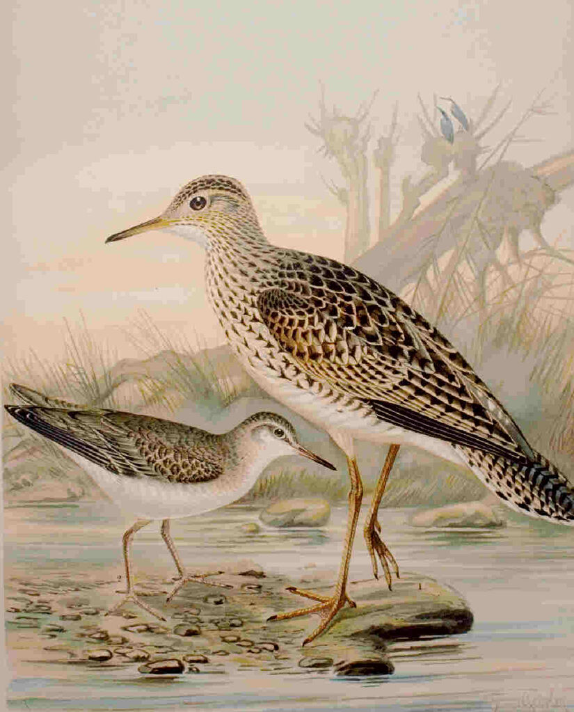 Upland Sandpiper