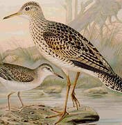 Upland Sandpiper