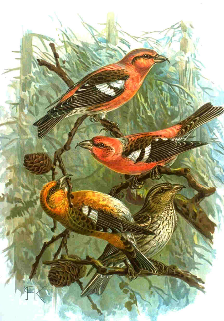 Two-barred Crossbill